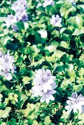 Thế mạnh ẩm thực Việt ảnh 3