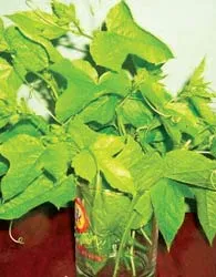 Thế mạnh ẩm thực Việt