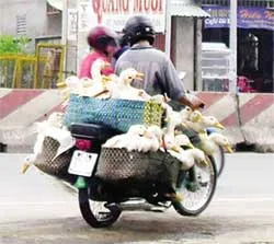 Vịt các nơi chạy về... tránh cúm