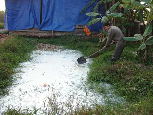 No consumers, farmers have to pour milk on pools, roads (Photo: VNN)
