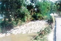 Bạc Liêu chính thức công bố dịch cúm gia cầm