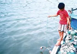 Biển lành, cua hội ảnh 2