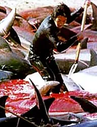 “Tắm máu” cá heo ở Taiji