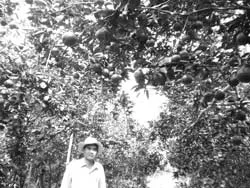 Vườn cam “Hai Ấu”