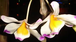 Cho cạn kiệt mùa thu