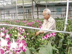 Vườn lan xóa đói giảm nghèo của ông Bí thư chi bộ