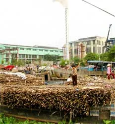 ĐBSCL: Giá mía nguyên liệu tăng trở lại