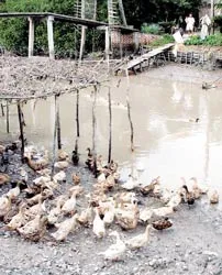 ĐBSCL: Nguy cơ dịch lan rộng toàn vùng