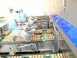 Mua trứng gia cầm tận gốc