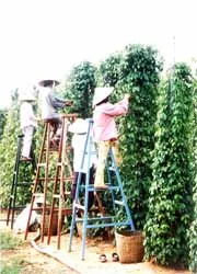 Định vị mặt hàng nông sản chủ lực