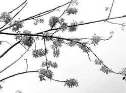 Hoa đào phố biển