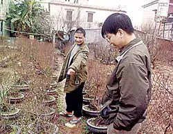Người dân chuyển sang trồng mai trắng