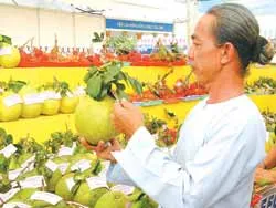 ĐBSCL: Bưởi da xanh cao giá hơn bưởi Năm Roi