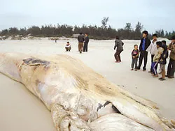 Quảng Bình: Cá voi trôi dạt vào bờ