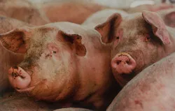 Nguồn lợi lớn từ…phân heo