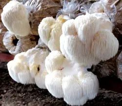 Các loại nấm quý ảnh 5