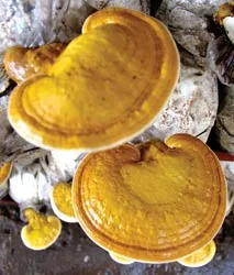 Các loại nấm quý ảnh 4