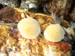 Các loại nấm quý ảnh 3