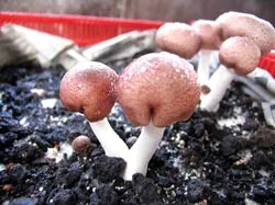 Các loại nấm quý ảnh 2