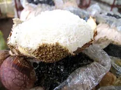 Các loại nấm quý