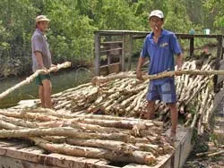 Mắc nợ vì… tràm