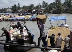 ĐBSCL: Vào vụ thu hoạch, lúa nhích giá