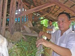 Vỡ nợ vì... dê