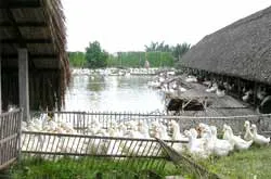 Không còn lây lan diện rộng, nhưng nguy cơ phát sinh từng điểm