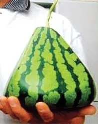 Thú vị dưa hấu