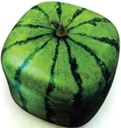 Thú vị dưa hấu ảnh 2