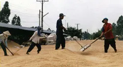 Lúa đông xuân sớm được giá cao