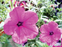 Thành công  nhờ... sự tình cờ ảnh 2