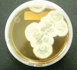 Thành công  nhờ... sự tình cờ