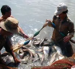 Doanh nghiệp đầu tiên đầu tư, bao tiêu xuất khẩu cá thác lác