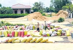 Nông dân phấn khởi vì trúng mùa, trúng giá