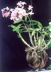 Khai mạc Hội hoa Xuân TPHCM 2007 ảnh 5