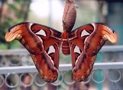 Khai mạc Hội hoa Xuân TPHCM 2007 ảnh 4