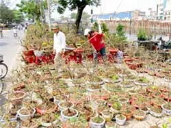 Mai bonsai Bến Tre đổ về TP Hồ Chí Minh