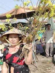 ĐBSCL: Trúng mùa, trúng giá, bà con nông dân rộn ràng đón tết