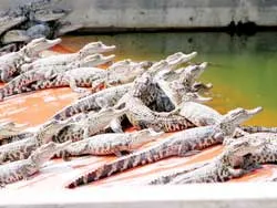 Người vượt lên chính mình