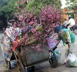 “Gánh nặng”... đào quất sau Tết!