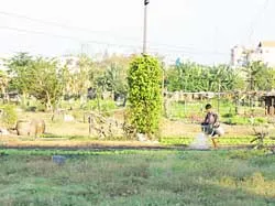 Xác nhận quá trình sử dụng đất canh tác của các hộ dân để giải quyết đền bù
