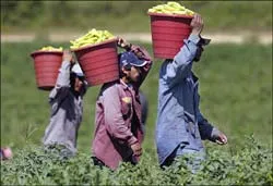 Nô lệ ở thế kỷ 21