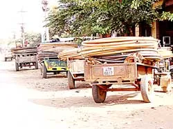 Hàng ngàn hécta cây trồng đặc sản bị thiếu nước