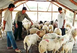 Kỹ sư chế biến thịt... cừu