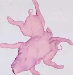 Nhà... “quái vật”