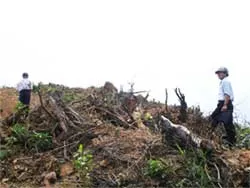 Phá rừng để... “trồng rừng”, ai chịu trách nhiệm?