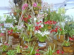 Vườn lan đẹp nhất Việt Nam!