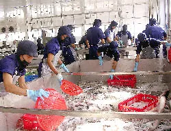 Đồng bằng sông Cửu Long : Giá cá tra nguyên liệu tăng cao