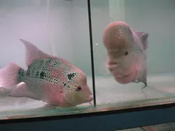 Bài 2: Gặp “vua” La Hán